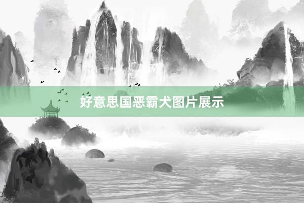 好意思国恶霸犬图片展示